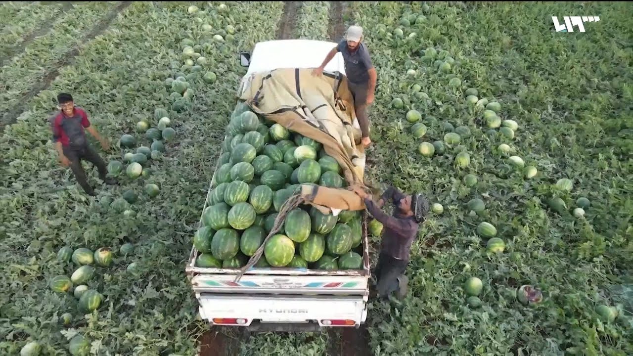 شاهد| كاميرا تلفزيون سوريا تجول في أراضي ريف إدلب وترصد بدء موسم جني البطيخ | صباح سوريا