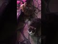 Новый сорт томатов..))) #shorts #tiktok #животные #йорки #кузенька #dogs #cat