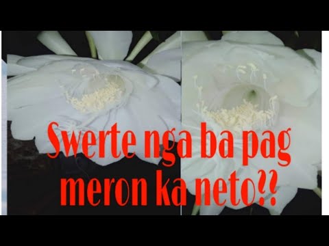 Video: Posible bang magtabi ng orchid sa bahay: mga palatandaan at pamahiin