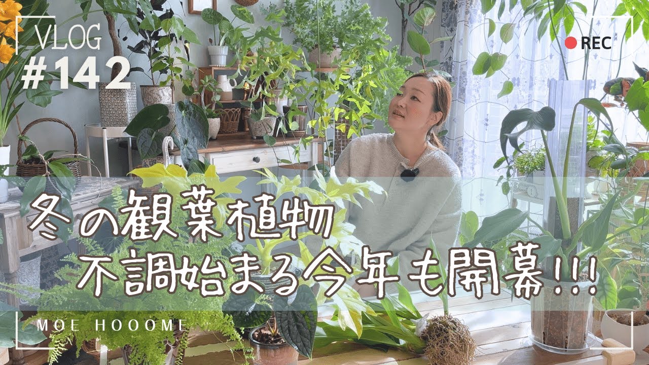 【冬トラブル到来】植物の不具合始まった〜！だけども「慌てない慌てない」（Vlog/142）