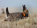 NIKON P1000 PHOTOGRAPHING WILD  PRAIRIE  CHICKENS WILDLIFE  (2020)