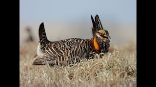 NIKON P1000 PHOTOGRAPHING WILD  PRAIRIE  CHICKENS WILDLIFE  (2020)