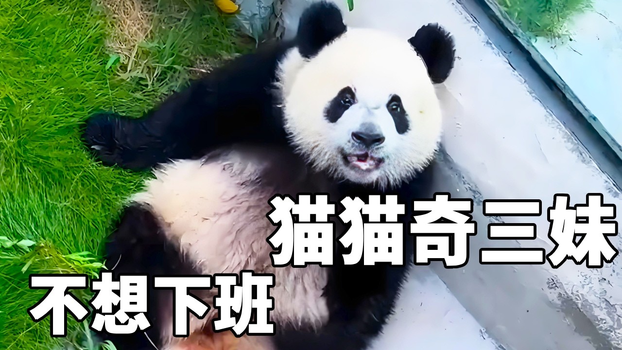 奇三妹不想下班得原因找到了～好奇真的是太粘熊了🤣逮着三妹狂吸【你好大熊猫】#大熊猫奇三妹 #大熊猫好奇 #来这吸熊猫 #不止我一个想rua大熊猫