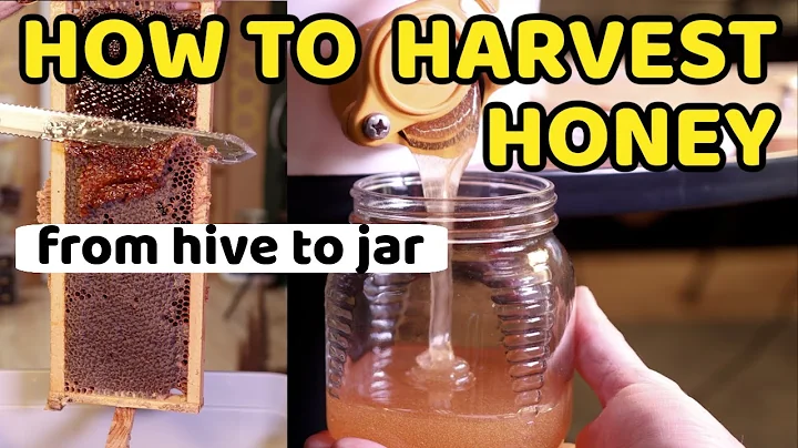 Beekeeping | Simplest Way To Harvest Your Honey