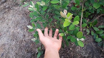 KỸ THUẬT TRỒNG CÂY SIM Rừng (cung cấp giống sim và cây sim cảnh 094.292.6116)