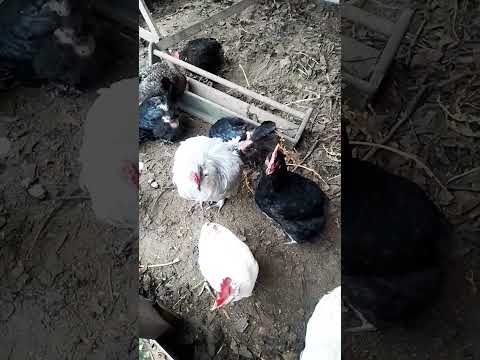Курочка)