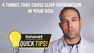 Why Your Dog Isn’t Sleeping At Night — 4 Things That Cause Sleep Deprivations