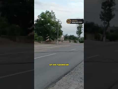 УСТАЛ ОТ МУЗЫКИ СПИЛИЛ СТОЛБ новости сегодня Shorts новости новостисегодня россия УСТАЛ ОТ МУЗЫКИ СПИЛИЛ СТОЛБ новости сегодня Shorts новости новостисегодня россия