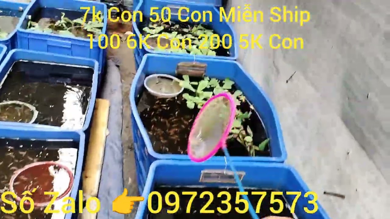 Tiếp tục đợt cá bầy nghe anh em