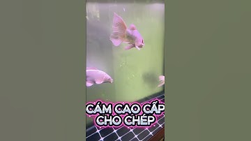 CÁM CAO CẤP CHO CHÉP SƯ TỬ, CHÉP PHI TẦN TRẮNG - Food for butterfly carp #chepphitan #chepsutu