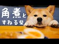 かまって欲しくて拗ねる柴犬が可愛すぎて辛い【トロトロ豚の角煮ごはん】