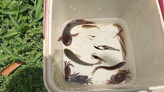 Ideas for trapping fish, crabs, and shrimp. Observing a small canal on the outskirts of the village.