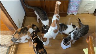 猫のごはんフォーメーション。良き、