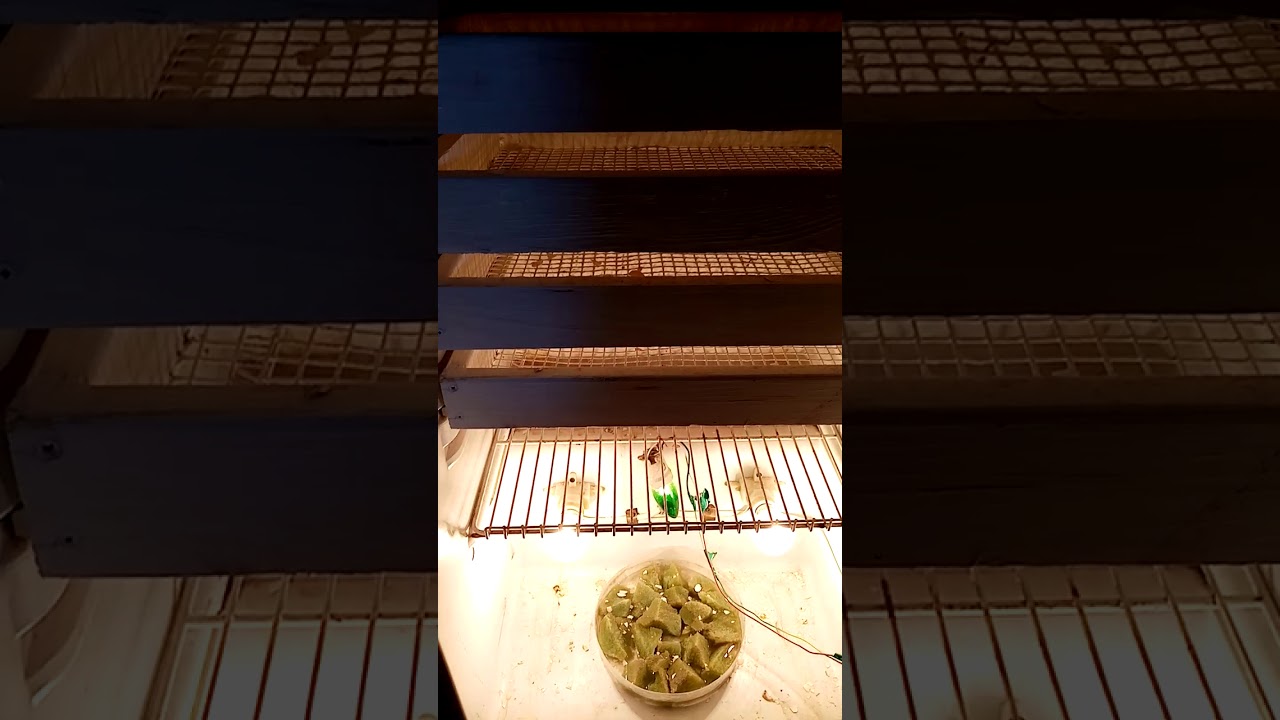 مفقسه منزليه بنظام الدكت تحفظ الحراره أثناء انقطاع التيار الكهربائي