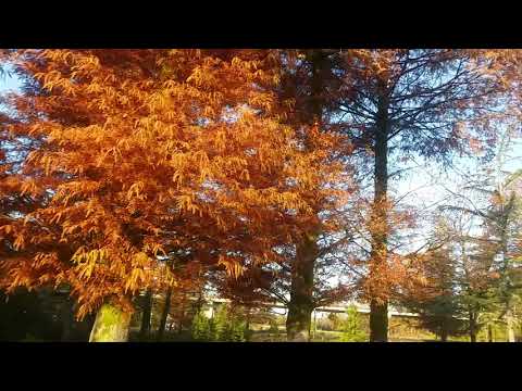 დაბა ოჩხამური