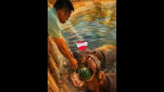 This Hippo REALLY Wanted That Watermelon