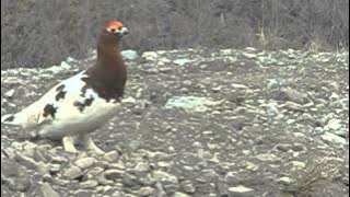 Ptarmigan Call