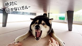 「お散歩に行こう」と柴犬を誘ったら、とんでもない事になりました...