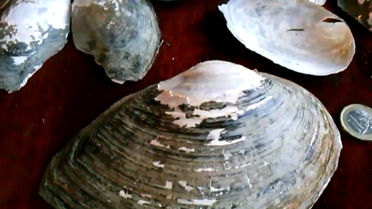 Anodonta cygnea (Cozza d'acqua dolce)