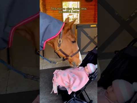 Horse also loves