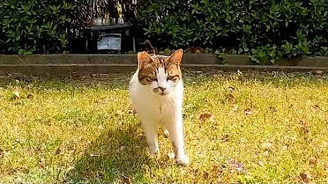 猫峰壊理