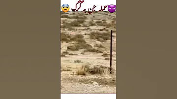 حمله اجنه به گرگ موکل رحمانی جن استادماوراجم 