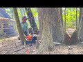 Fast & Easy !! Cut down 3 trembesi trees, Stihl ms 881 chainsaw.