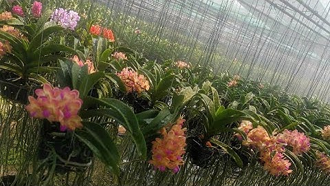 9/9  CHÂU LAI HOA QUANH NĂM VÀ RỪNG ĐẦM LẦY 0372094157 || PHONG LAN RỪNG