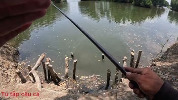Câu cá nâu đầu mùa ở đầm quen long thọ - Early season brown fishing in Long Tho lagoon - fishing
