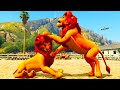 Simba and nala live life in the jungle and looking for prey to feed the family 4k ultra