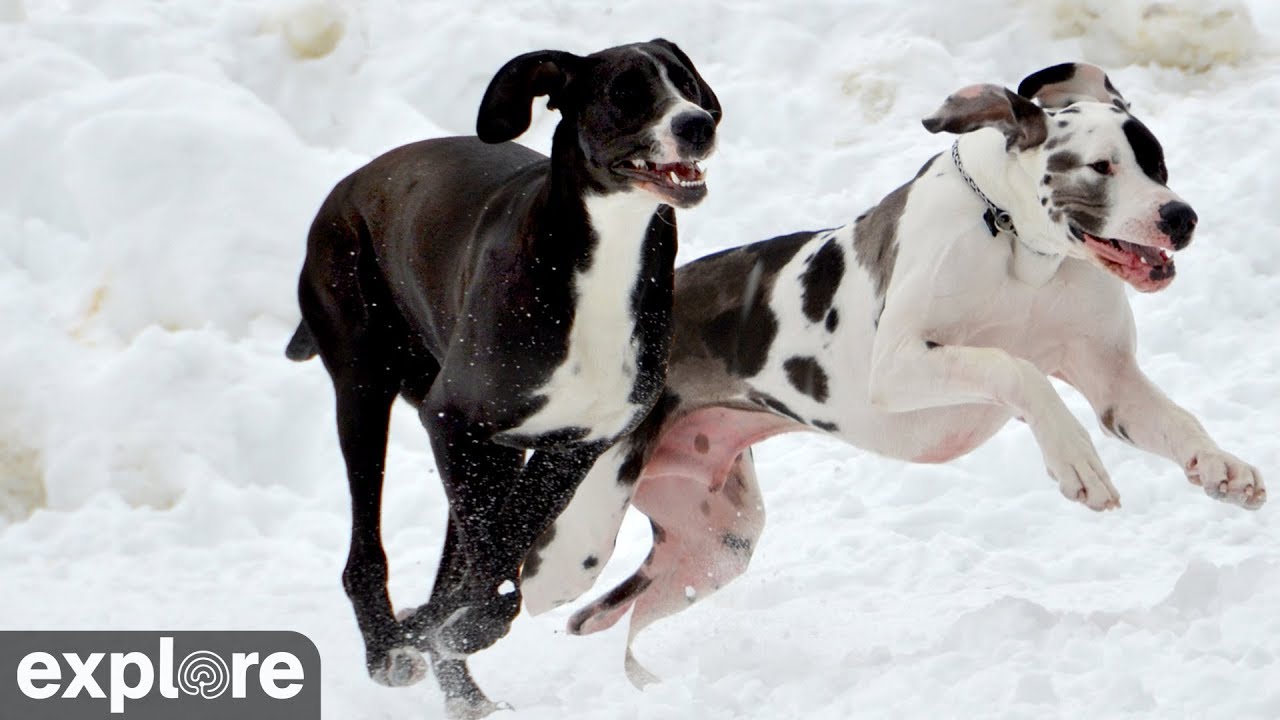 Great Danes Outdoor Kennels - Service Dog Project powered by EXPLORE