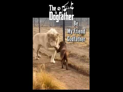 The Dogfather. "Be my friend... Godfather." I'm gonna make him an offer