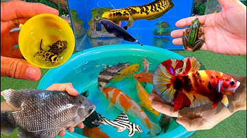 Bắt cá cảnh dễ thương, cá vàng, cá koi, cá trê, cá rồng, cá bảy màu, cá pencil