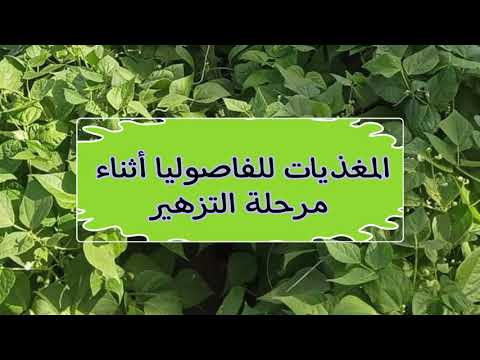 فيديو: نباتات الفاصوليا غير مزهرة - أسباب عدم ازدهار الفاصوليا