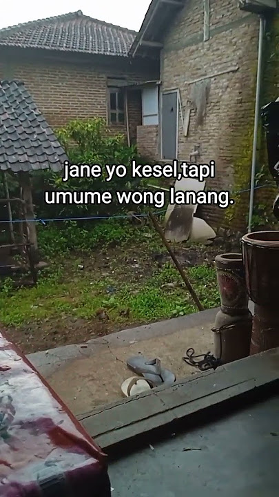umume wong lanang #storywa #katakata #shorts
