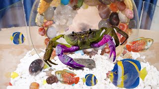 The Little Fish Unexpectedly Darted To A High Position On Top Of The Bridge To Hunt For Prey.