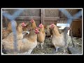 Chickens PECKING & EATING Feathers!? WHY & HOW to HELP!