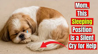If Your Dog Sleeps Like THIS… Here’s What It Really Means