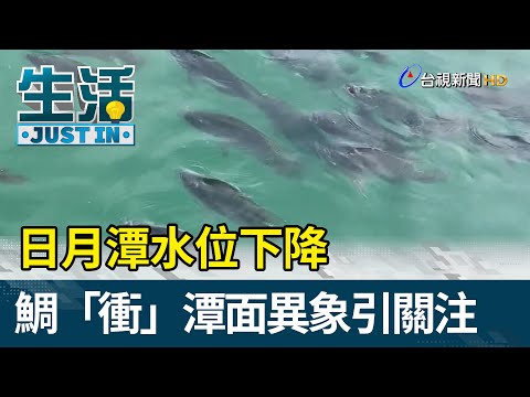 日月潭水位下降 台灣鯛「衝」潭面異象引關注【生活資訊】