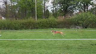 Saluki X | First Time Chasing The Lure by Arn Edward 33 views 1 year ago 15 seconds