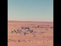 سباق حمام زاجل في الصحراء