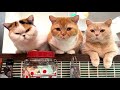 【第18回】 猫たちに囲まれて癒しの生配信