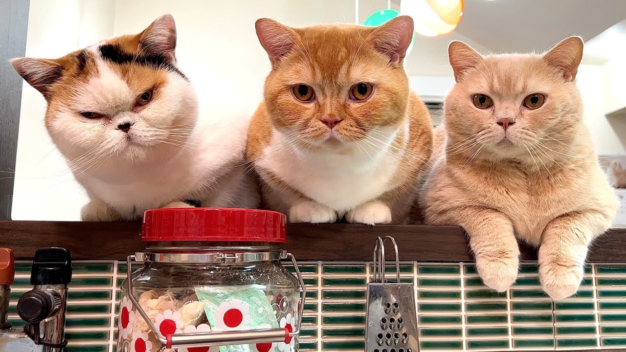 【第18回】 猫たちに囲まれて癒しの生配信