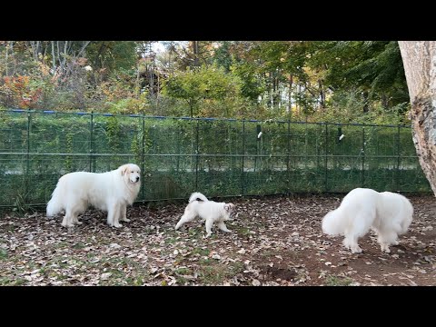 Video 【ルンルンの裏庭】ルンルンとアランの側にいたいベル - youtube