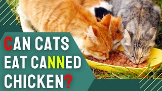 Discover: Can Cats Eat Canned Chicken? A Cat Owner's Guide by Charming Pet Guru Official 540 views 2 months ago 12 minutes, 28 seconds