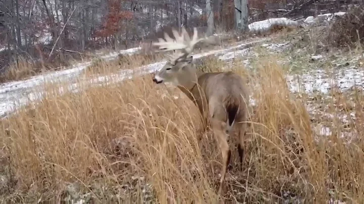 First Class Trophy Ranch Whitetail Collaboration