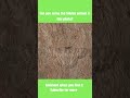 Only eagle eyes can find it! #animals #quiz #camouflage #fyp #shorts #bugs #nature