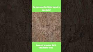 Only eagle eyes can find it! #animals #quiz #camouflage #fyp #shorts #bugs #nature