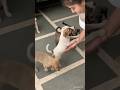 Little puppies growing fast🥹 #shorts#trending#viral#dog#video#explore