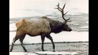 8KM-food chain